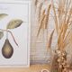 Planche botanique  Avocatier