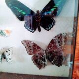 butterflies in the window