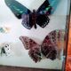 Papillons en vitrine