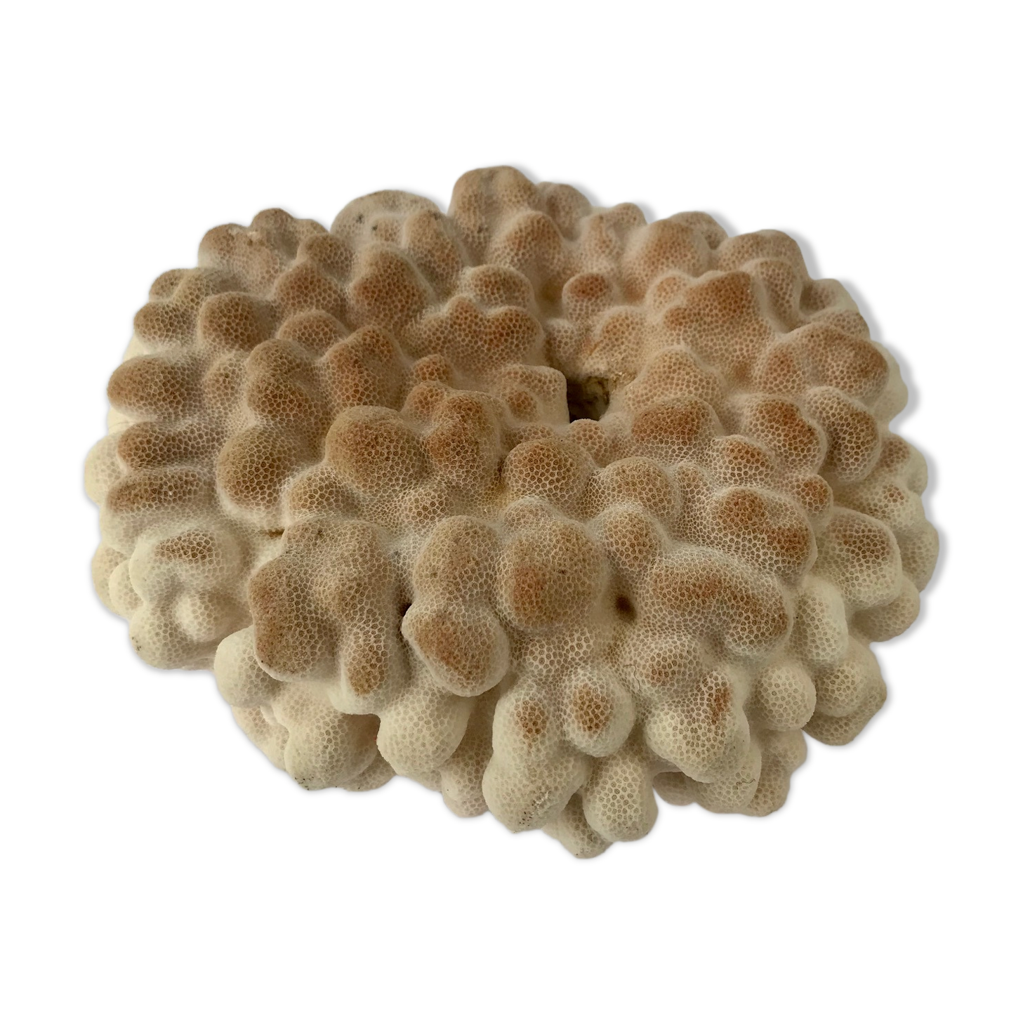 Big Pacific Pink Coral