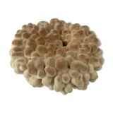 Big Pacific Pink Coral