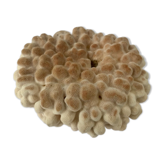 Big Pacific Pink Coral