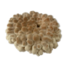 Big Pacific Pink Coral