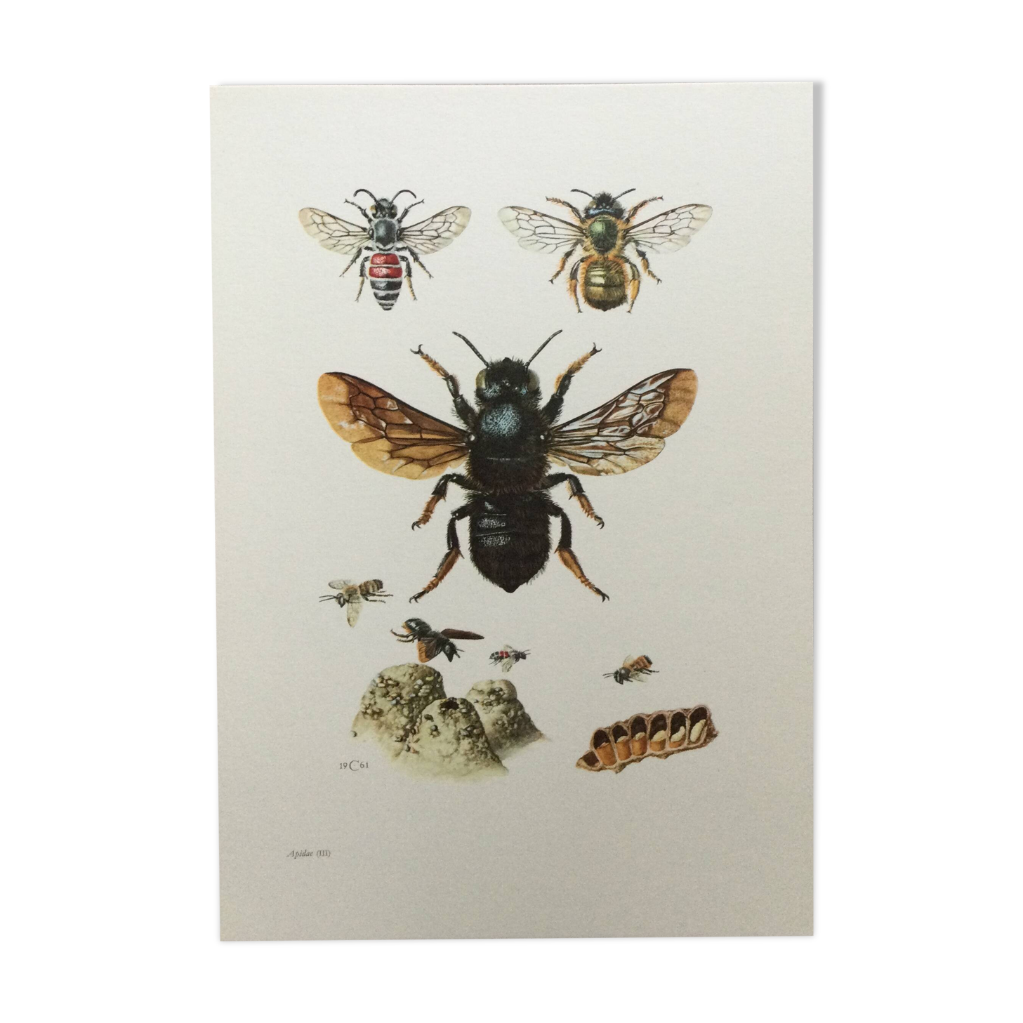 Antique illustration "Insects", Vintage print, 1960s