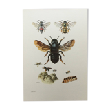 Antique illustration "Insects", Vintage print, 1960s