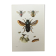 Illustration ancienne "Insectes", années 60