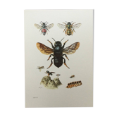 Illustration ancienne "Insectes", années 60