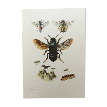 Antique illustration "Insects", Vintage print, 1960s