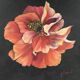 Pink peony painting on black background