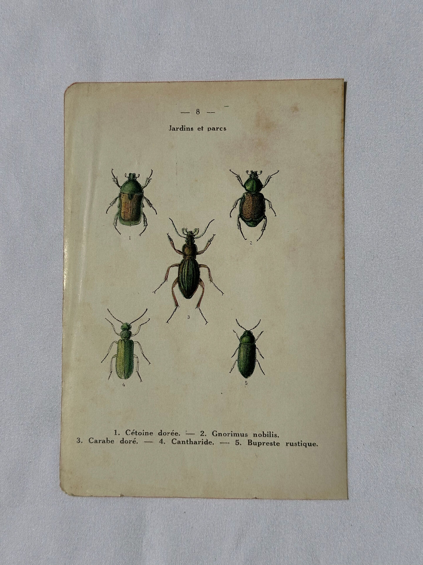 Affiche botanique gravure papillon naturaliste 19eme double face
