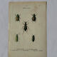 Affiche botanique gravure papillon naturaliste 19eme double face