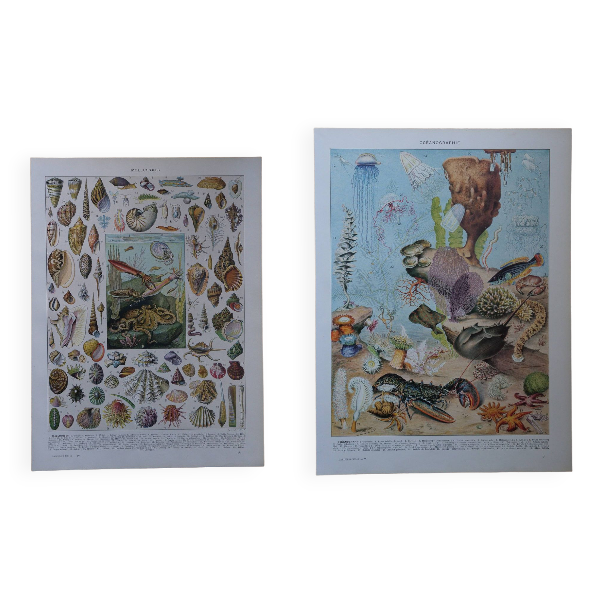 Lot of 2 lithographs on oceanography and molluscs