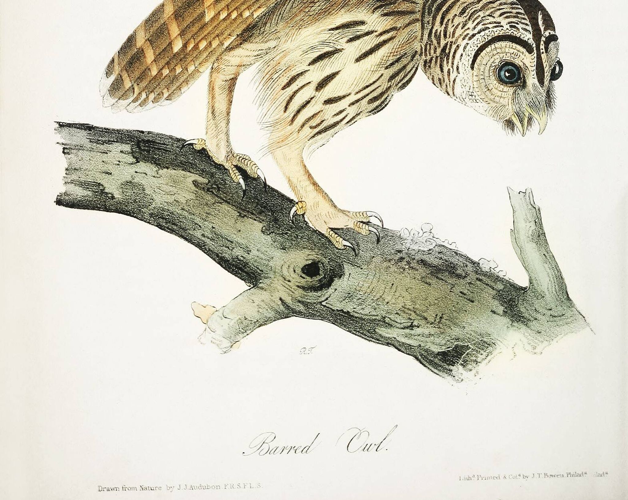 Poster about the Striped Owl, based on an old engraving from 1827.