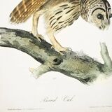 Poster about the Striped Owl, based on an old engraving from 1827.