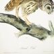 Poster about the Striped Owl, based on an old engraving from 1827.