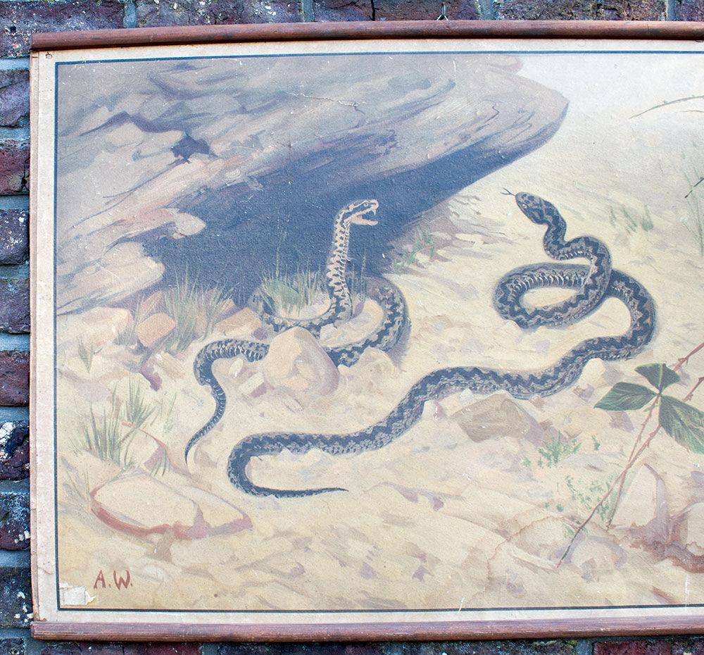 Old snake school map