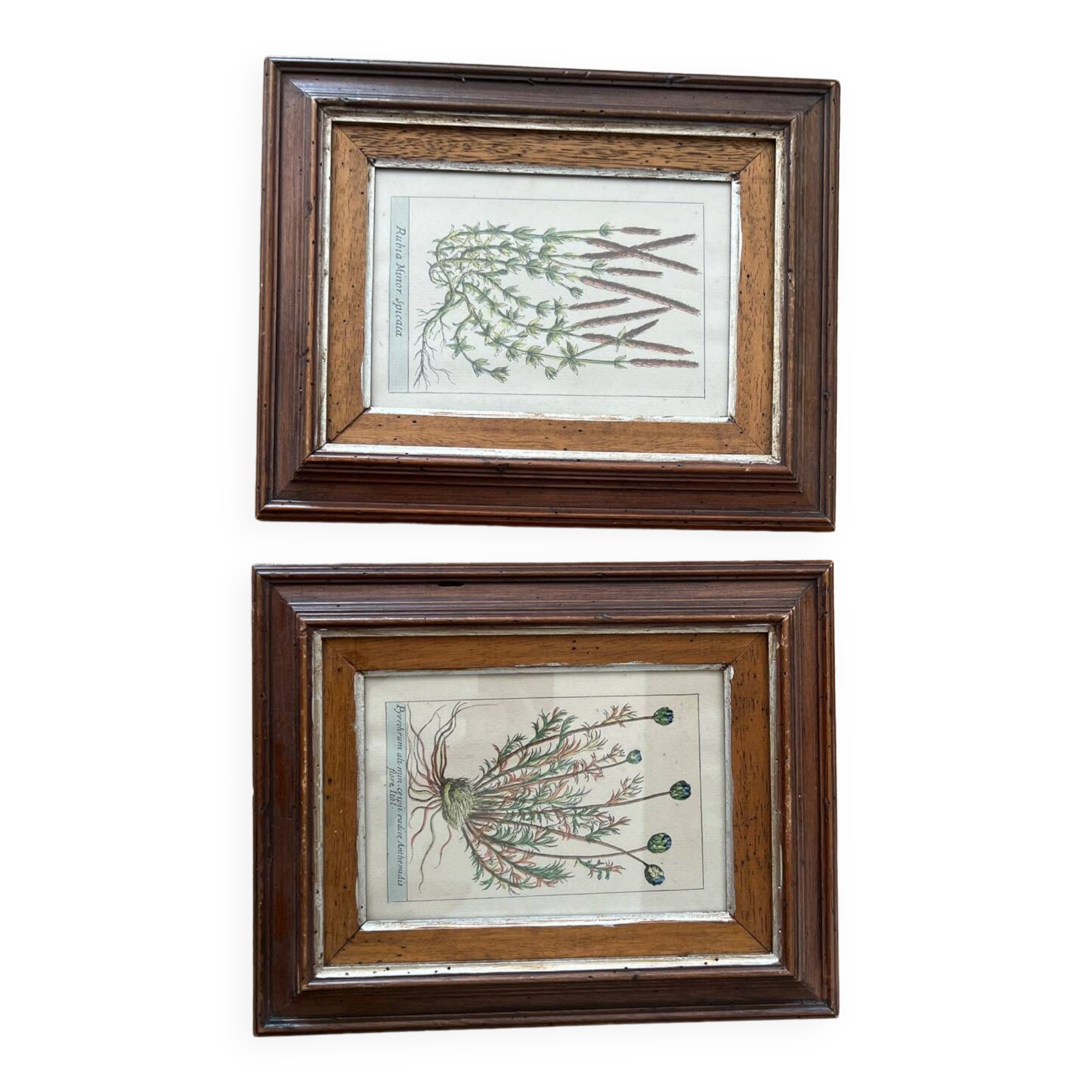 Plant engraving frame duo