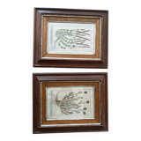Duo cadre gravure plantes