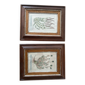 Plant engraving frame duo