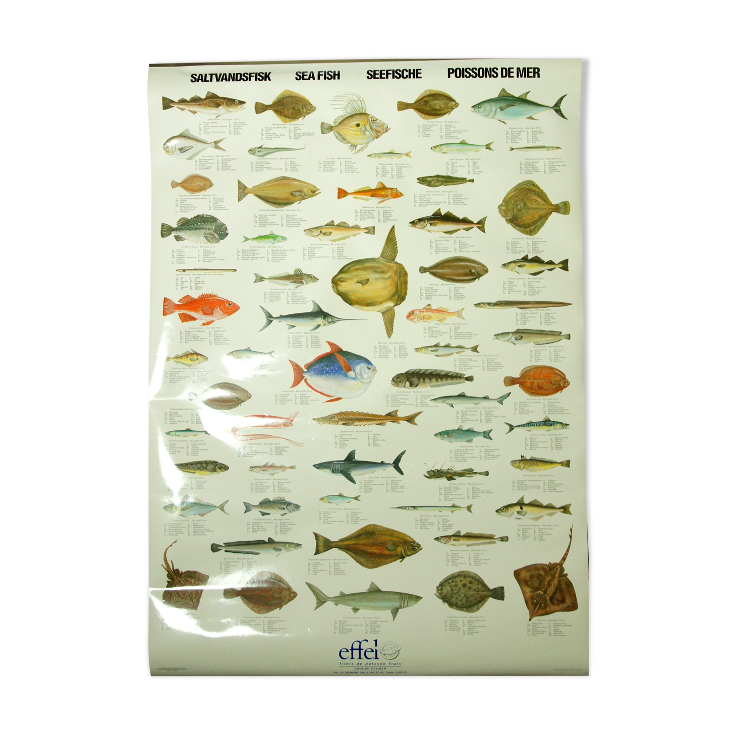Scandinavian Fishing Year Book educational poster