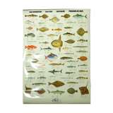 Scandinavian Fishing Year Book educational poster