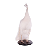 Ornate mounted white peacock