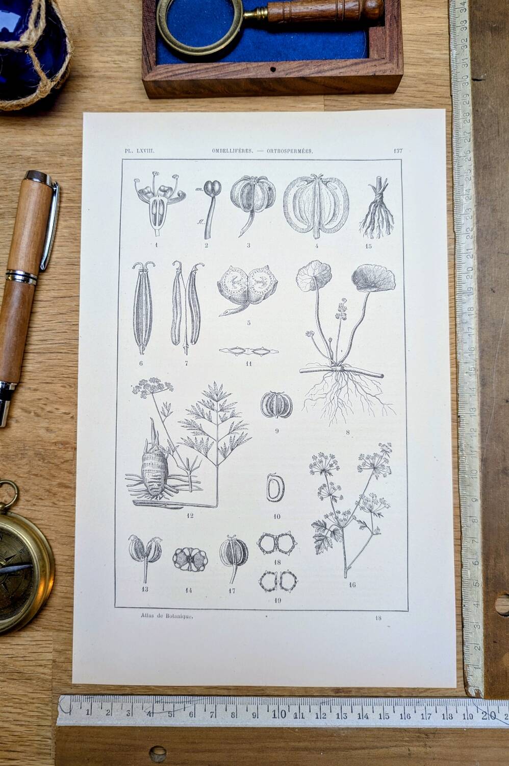 Imprimée en 1889, ombellifères et Cie. Planche botanique ancienne.