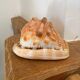 Great shell (Cypraecassis rufa)