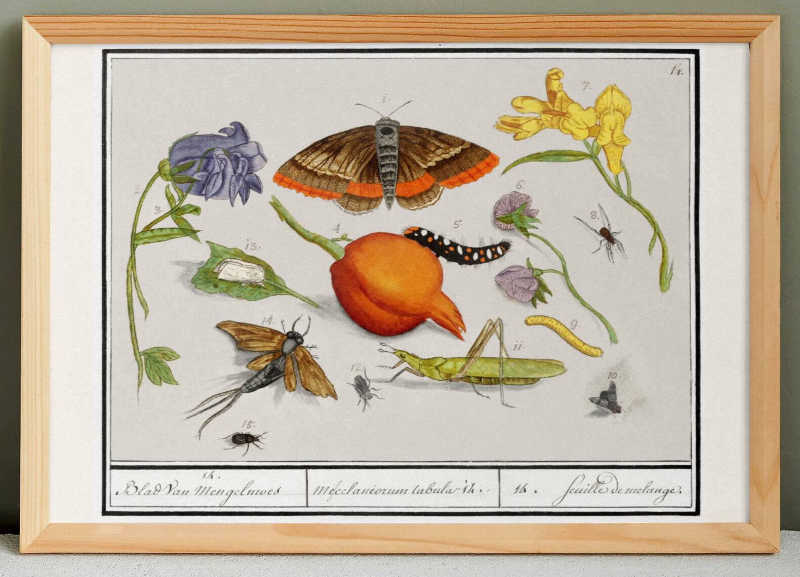 Small poster on "insects and plants" (irises), based on an engraving