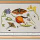 Small poster on "insects and plants" (irises), based on an engraving