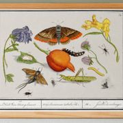 Small poster on "insects and plants" (irises), based on an engraving