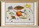 Petite affiche sur  "insectes et plantes" (iris), d'après une gravure