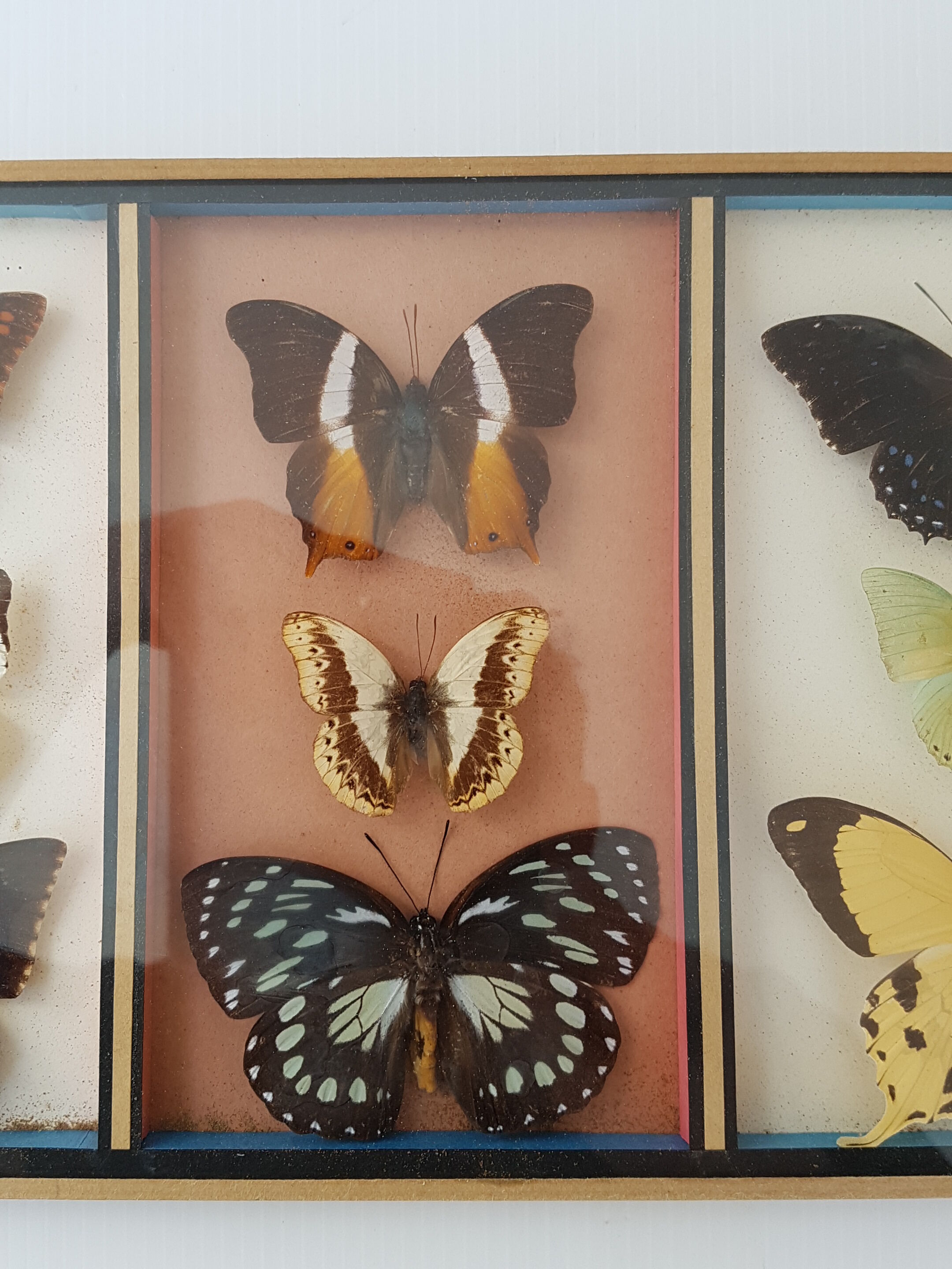 Frame mounted butterflies
