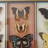 Frame mounted butterflies