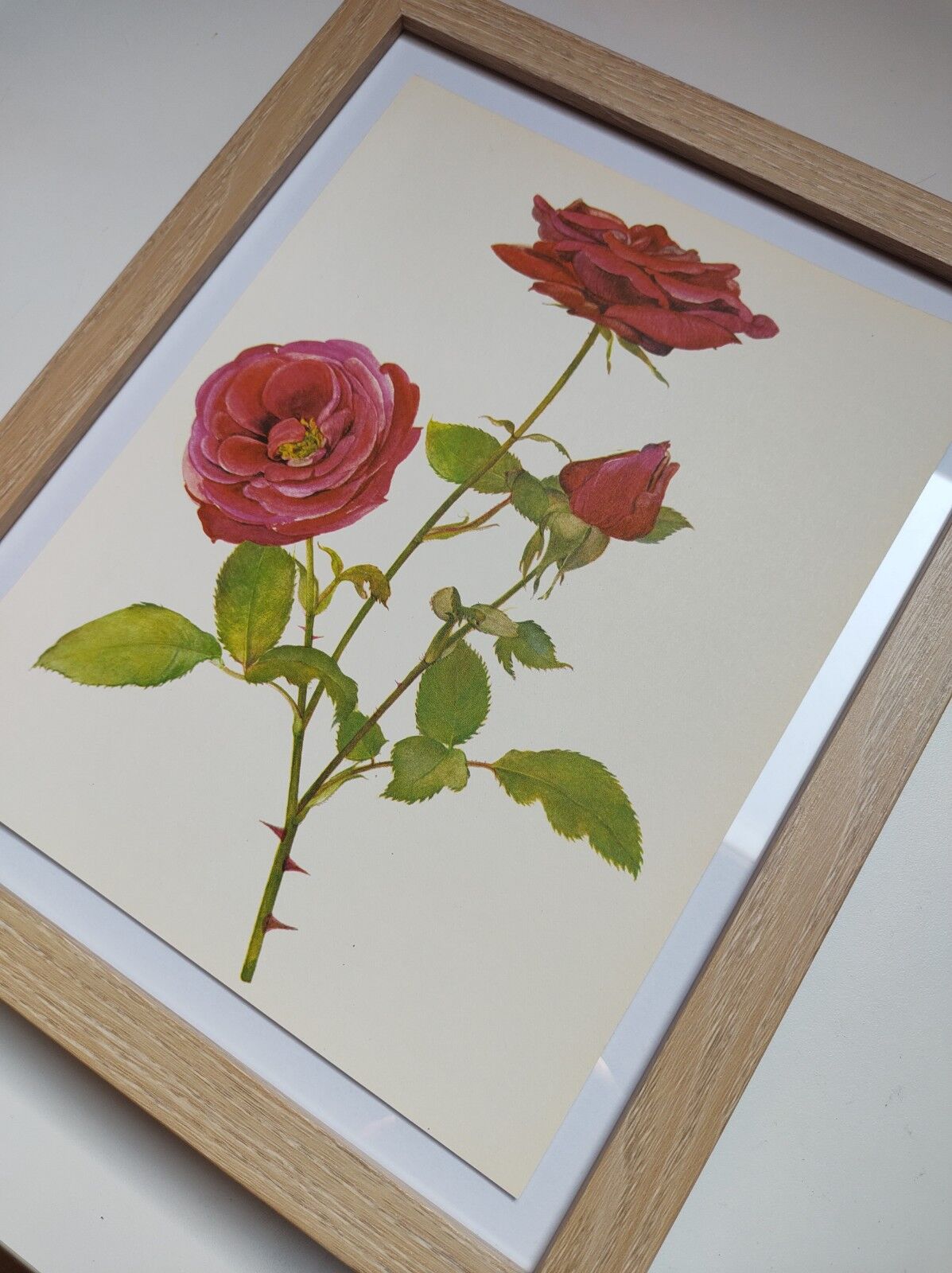 Illustration botanique de rose