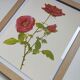 Illustration botanique de rose