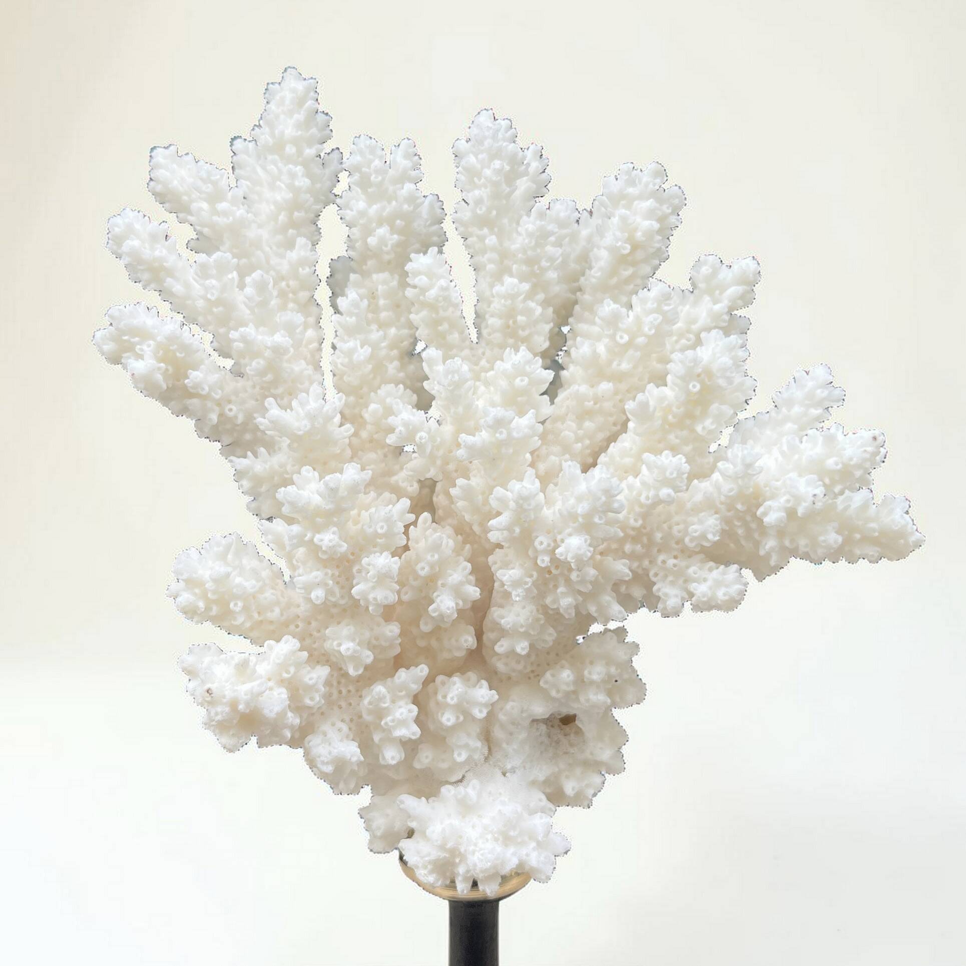 Natural ancient white coral on a black wood base curiosity cabinet