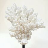 Natural ancient white coral on a black wood base curiosity cabinet