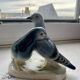Oiseaux à la grise robe en porcelaine vintage