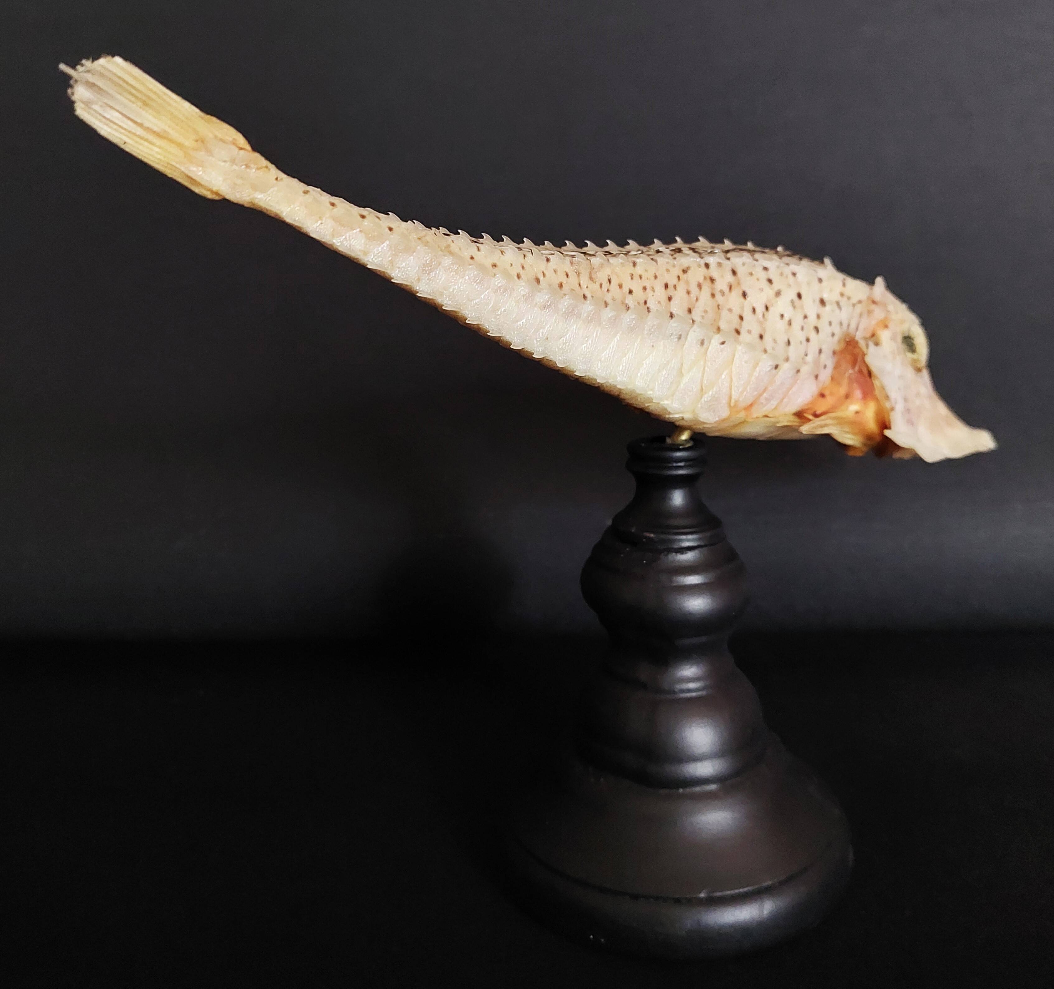 Cabinet of Curiosities naturalized fish satyrichthys welchi on base