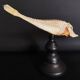 Cabinet of Curiosities naturalized fish satyrichthys welchi on base