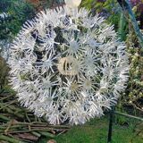 Dandelion pendant light