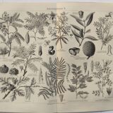 Planche ancienne - plante utile - illustration originale de 1909