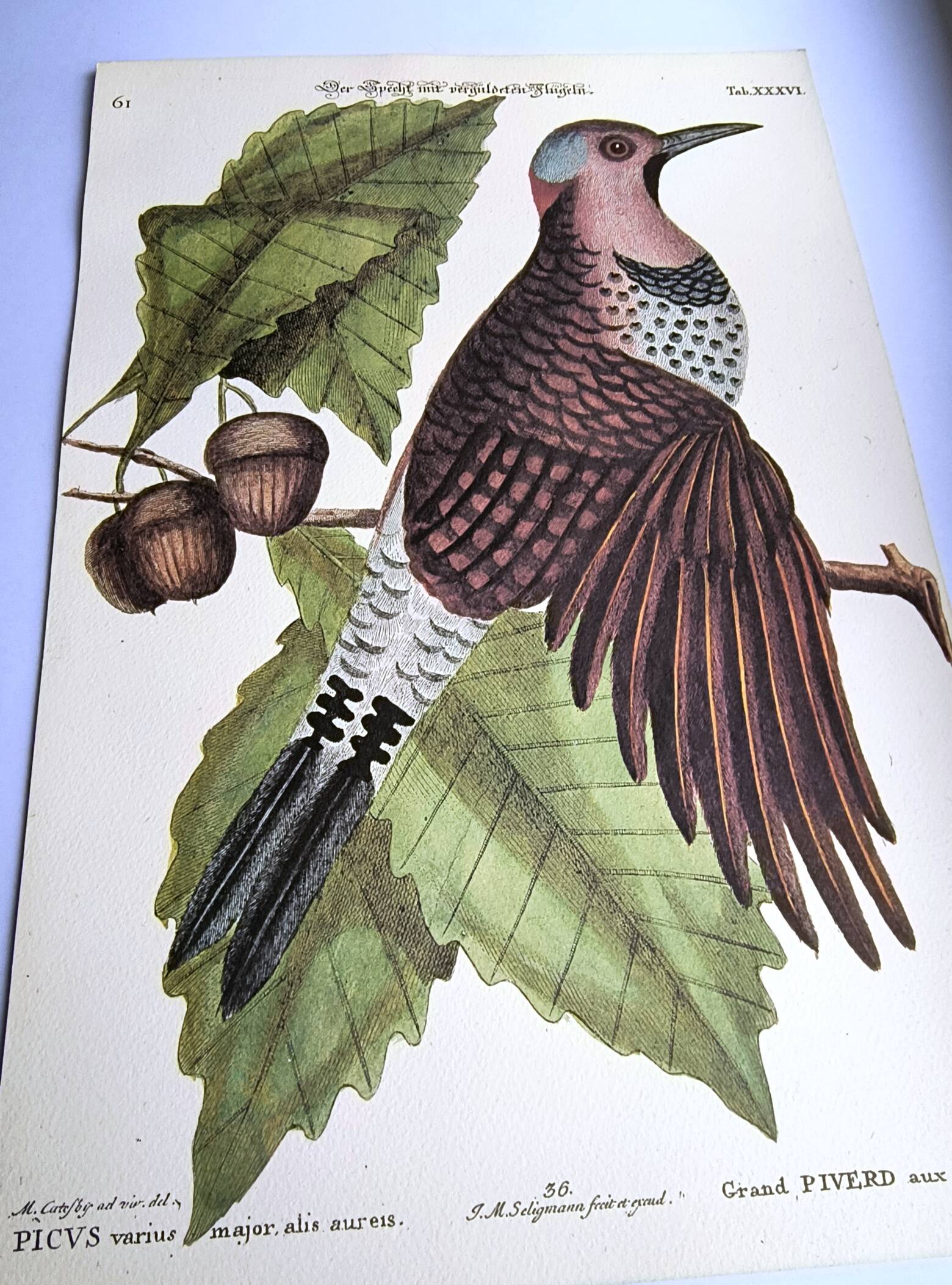 Antique bird engraving - Great Woodpecker - Zoological plate by Seligmann