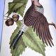 Antique bird engraving - Great Woodpecker - Zoological plate by Seligmann