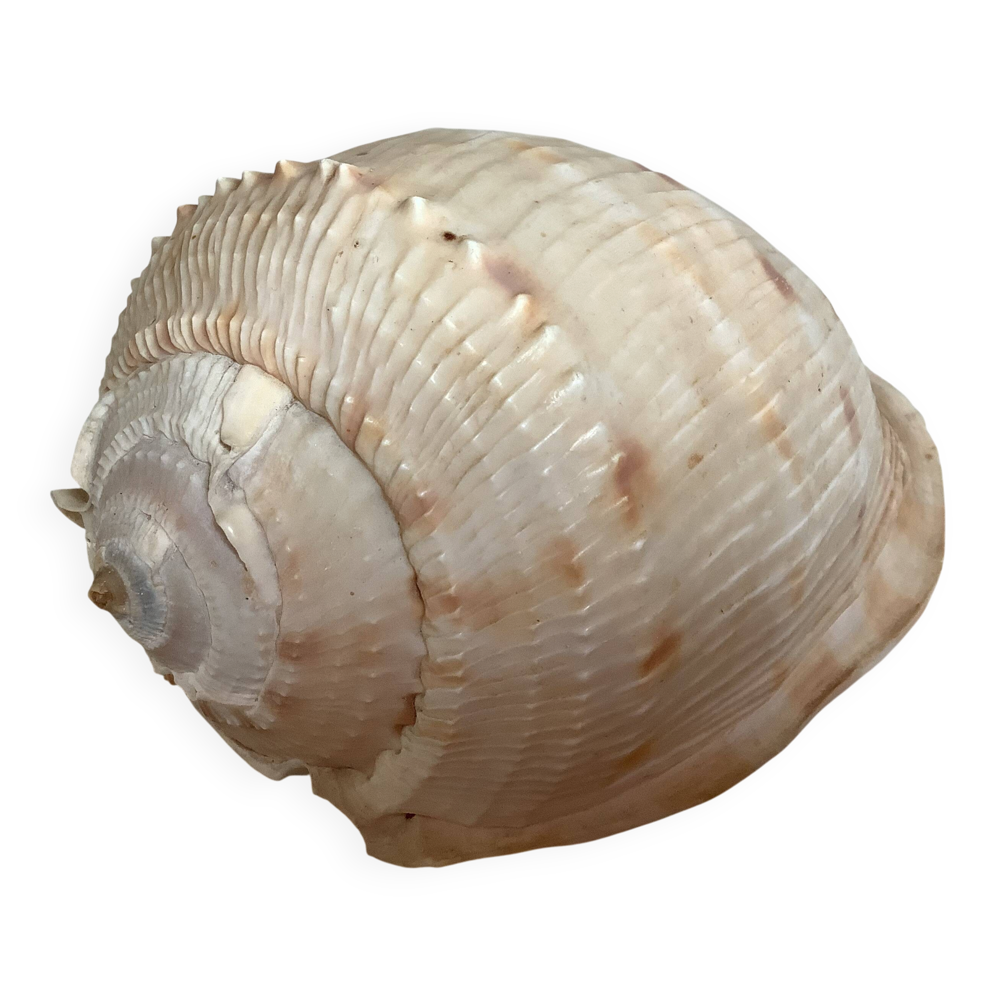 Queen's helmet shell