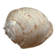 Queen's helmet shell