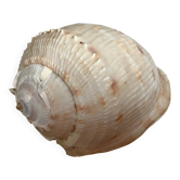 Coquillage casque reine
