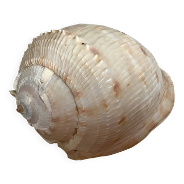 Coquillage casque reine
