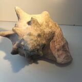 Ancient lambis strombe shell.